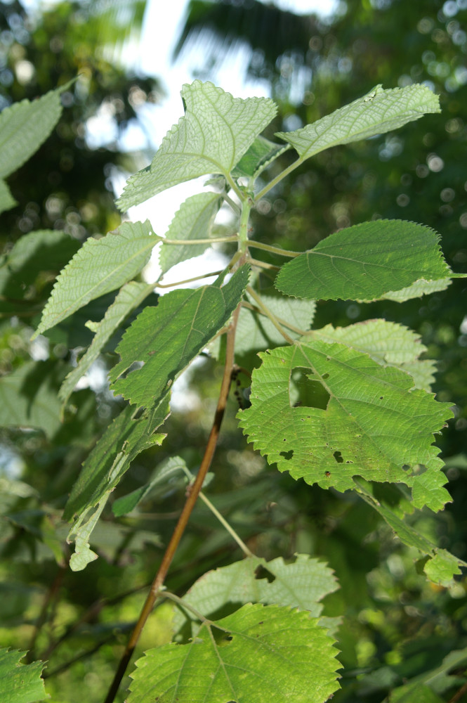 0606-FBBJ-PTBN-Urticaceae-Boehmeria-nevia-zama-009J.JPG