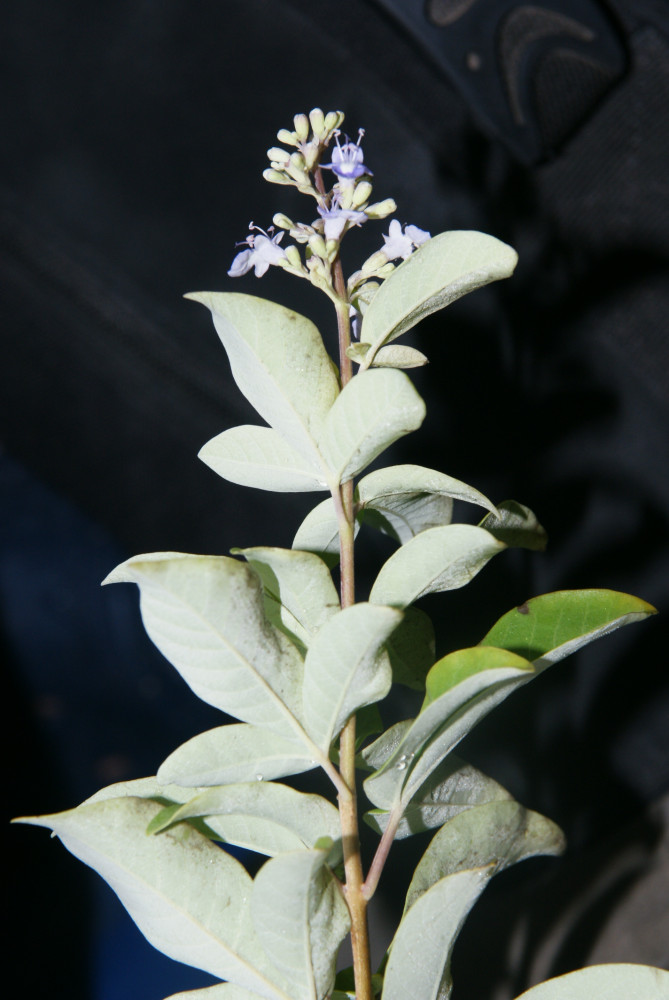 0905-SVTS-Verbenaceae-Vitex-trifolia-Kali-lingamedi-002TC.JPG