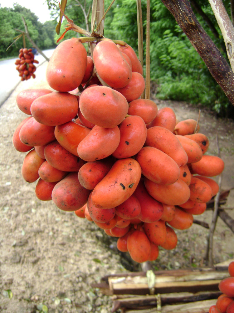 buah-koknaba,-Camplong.JPG