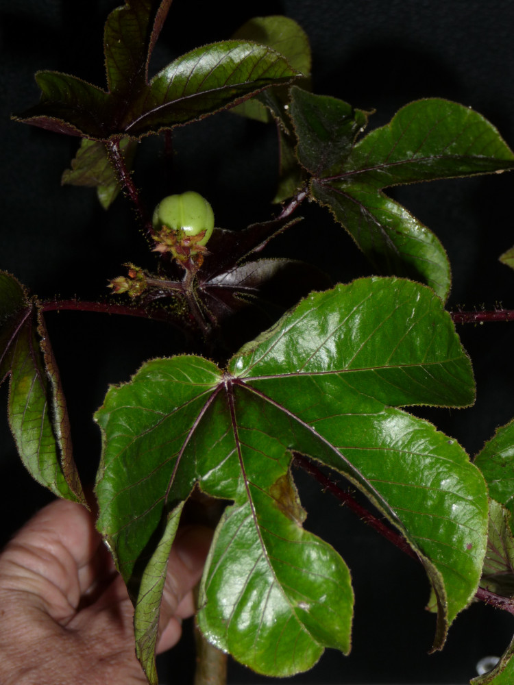 0905-SVMH-PWTT-Euphorbiaceae-Jatropha-gossypifolia-Lolo-mea-002J.JPG
