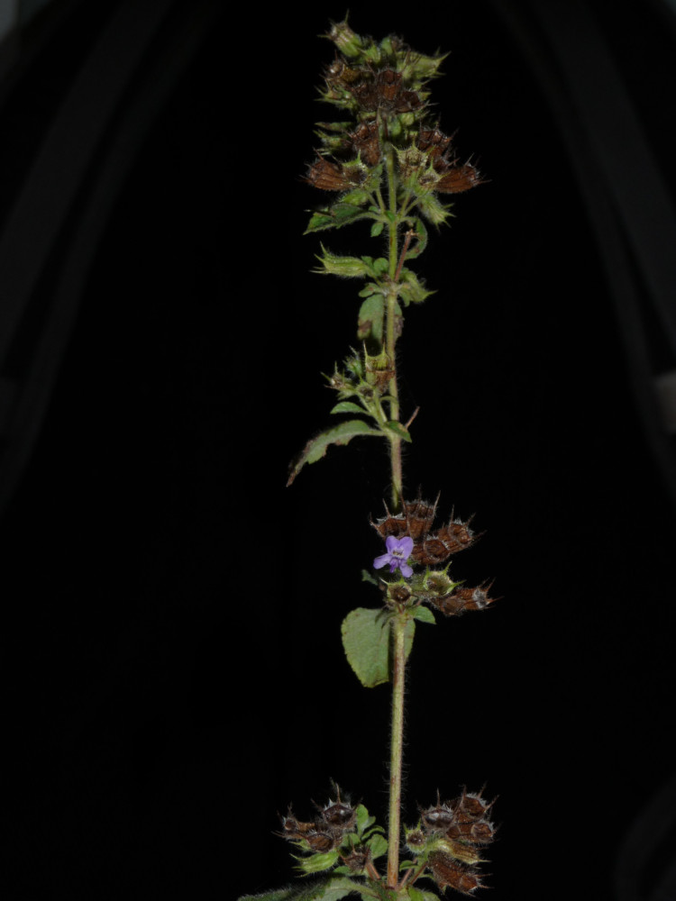 0905-TLLP-LITU-Lamiaceae-Mesophaerum-suaveolens-001J.JPG
