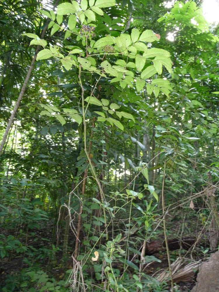 10-05-TILN-Vitaceae-Leea-aequata-Hau-mewa-011.JPG