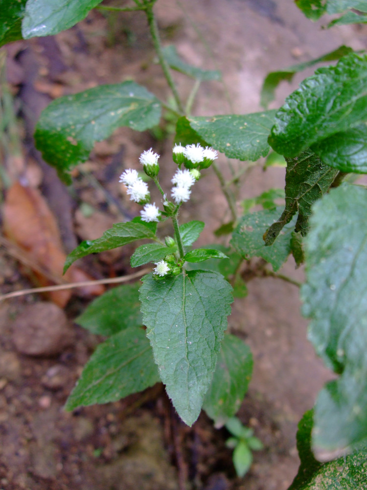1108-TILN-Compositae-Ageratum-conyzoides-Telo-IMM-133-005W.JPG