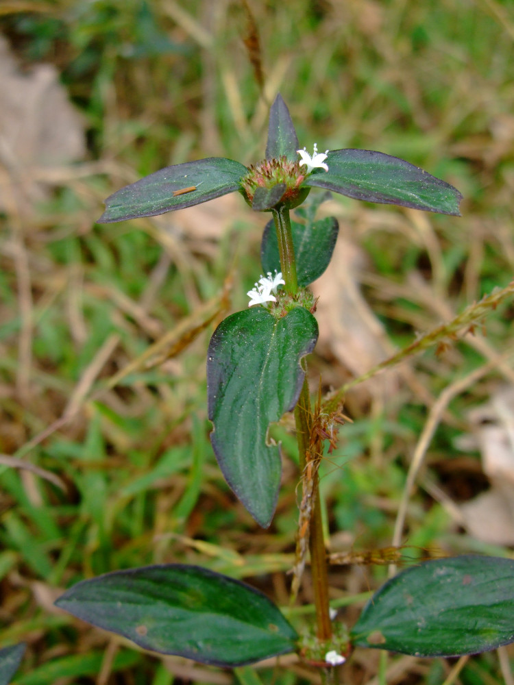 1108-TILN-Rubiaceae-Spermacoce-remota-IMM-154-002W.JPG