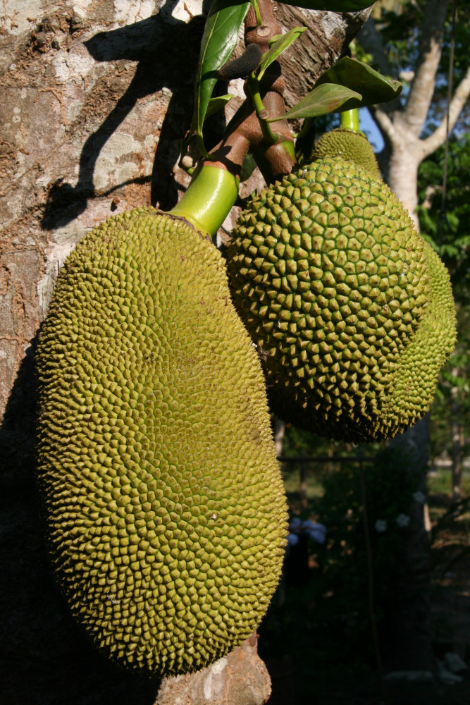 0710-BAUB-PWTK-Artocarpus-integra-Nangka-002J.JPG