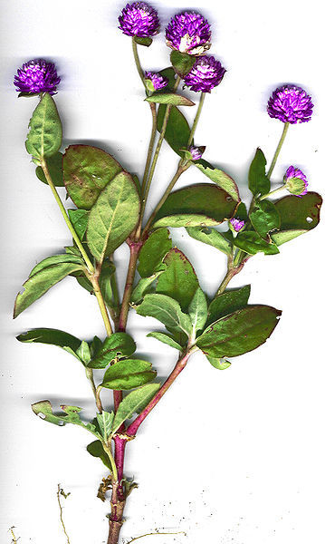 Amaranthaceae-Gomphrena-globosa-Butsa.jpg