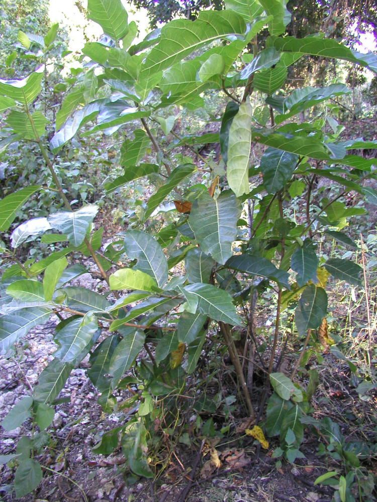 0505-SURI-PWTT-Moraceae-Ficus-septica-Kualakumbaki-001J.jpg
