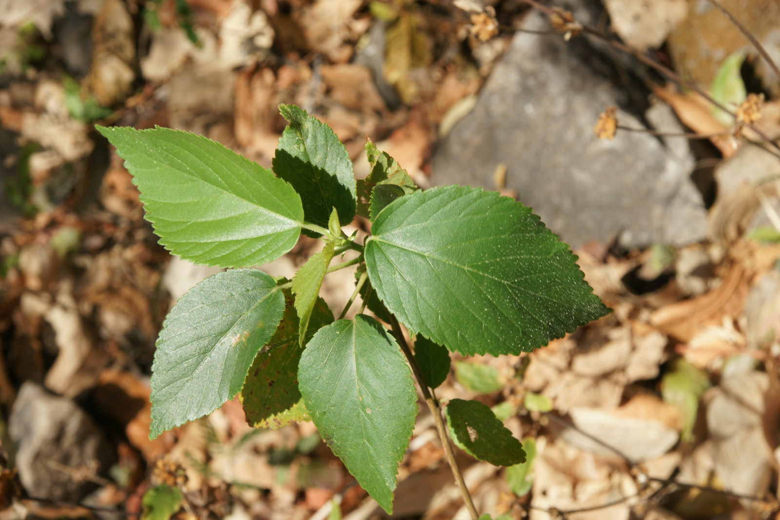 1109-TLMR-Malvaceae-Byttnerioideae-Melochia-umbellata-Denu-WDK-033-009TC.JPG