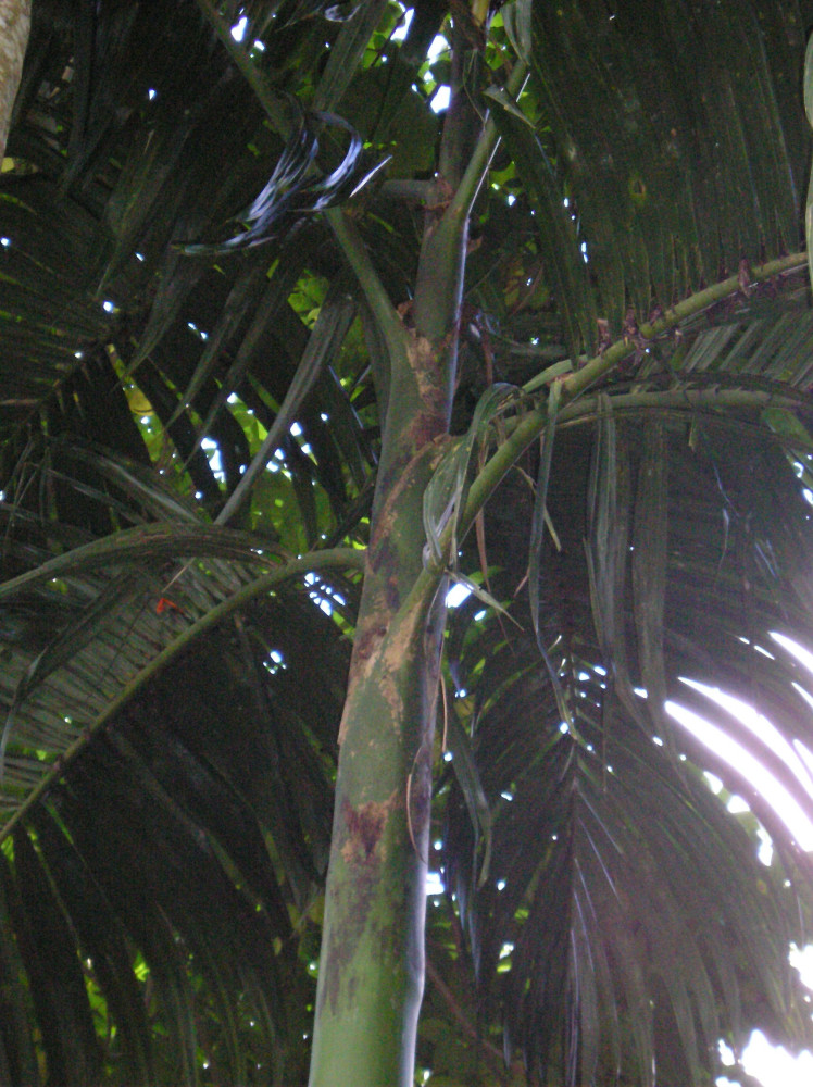 0502-BAUB-PWTT-Areca-catechu-buah-001P.jpg