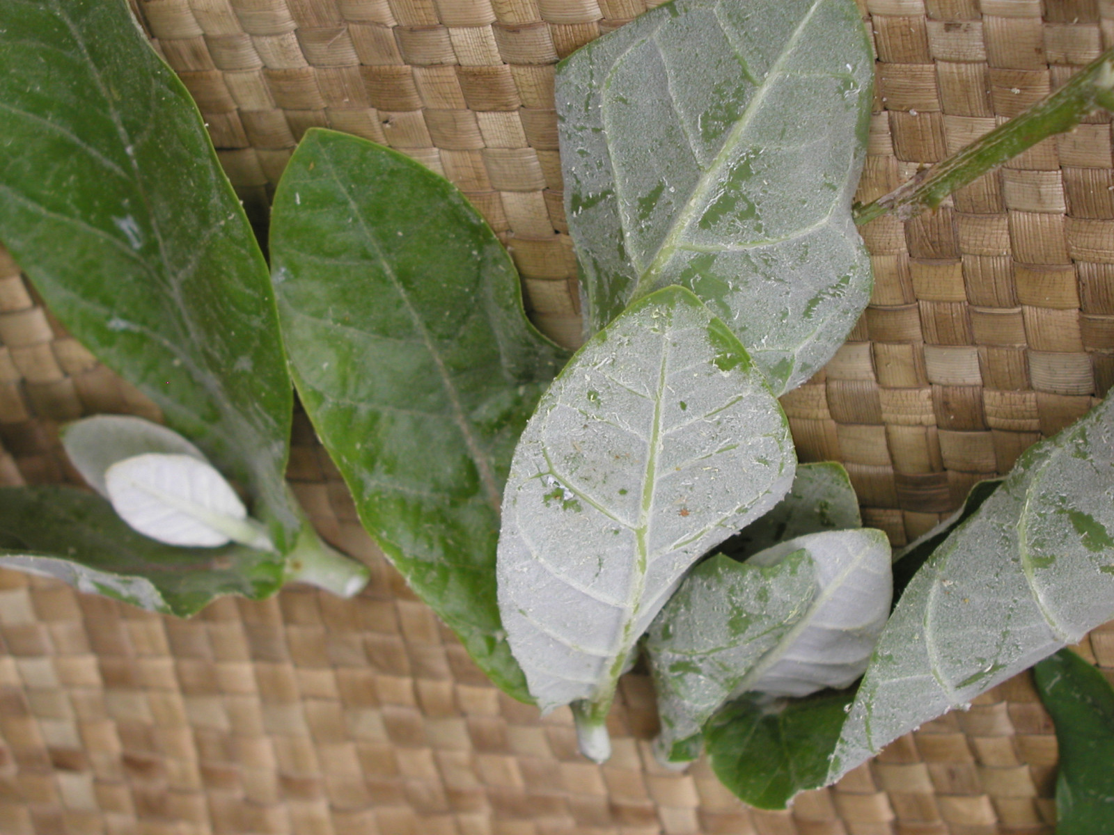 0503-SUMA-PWTT-Asclepiadaceae-Calotropis-gigantea-Wanggakuli-002J.JPG