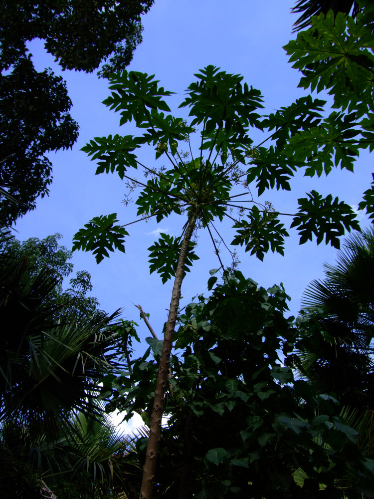 1204-TIOB-Caricaceae-Carica-papaya-Ukase-003WDK.JPG