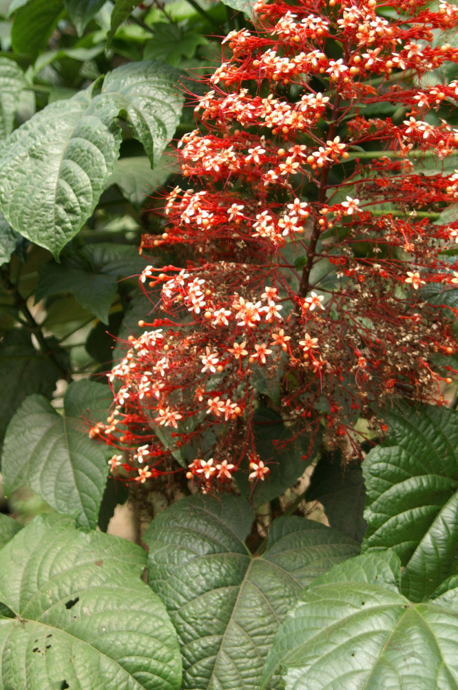 0609-FBTB-PWME-Lamiaceae-Clerodendrum-paniculatum-Sembika-001-TC.JPG