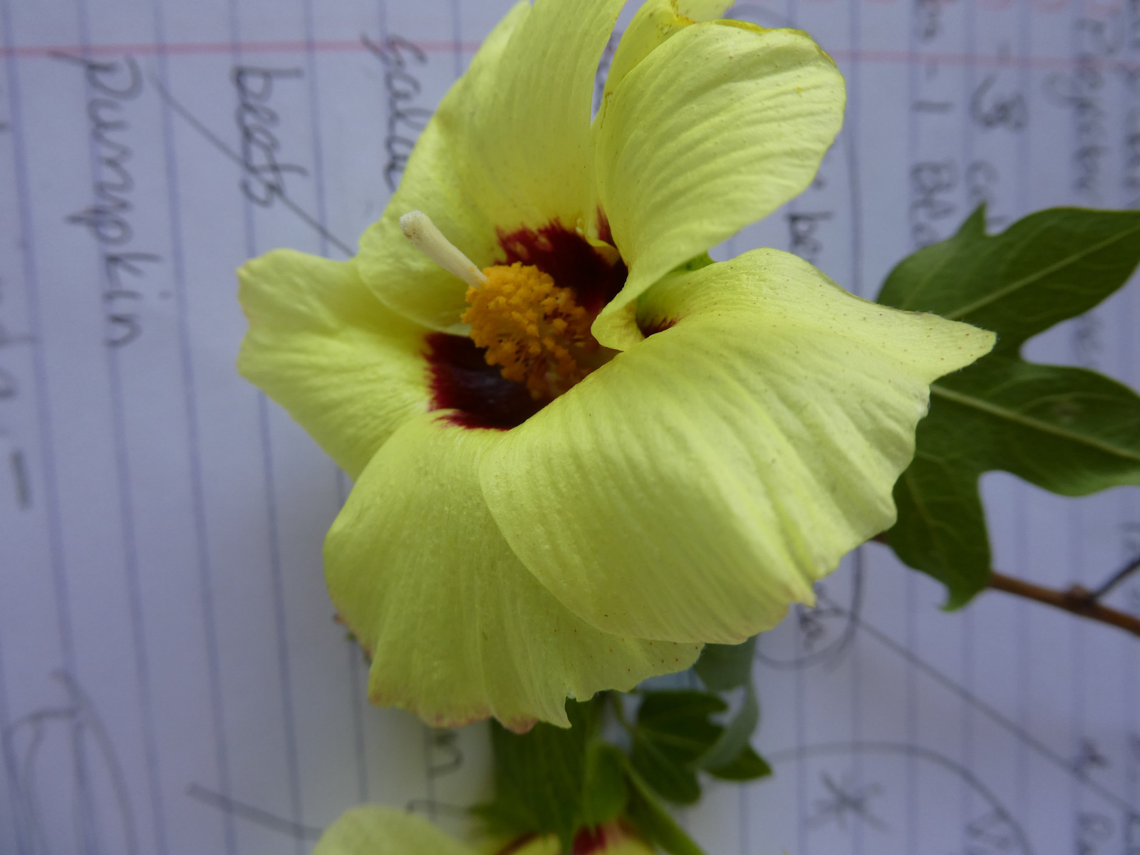 1611_SBTR_Malvaceae_Gossypium-barbadensel_Wangngu_JMH_015.JPG